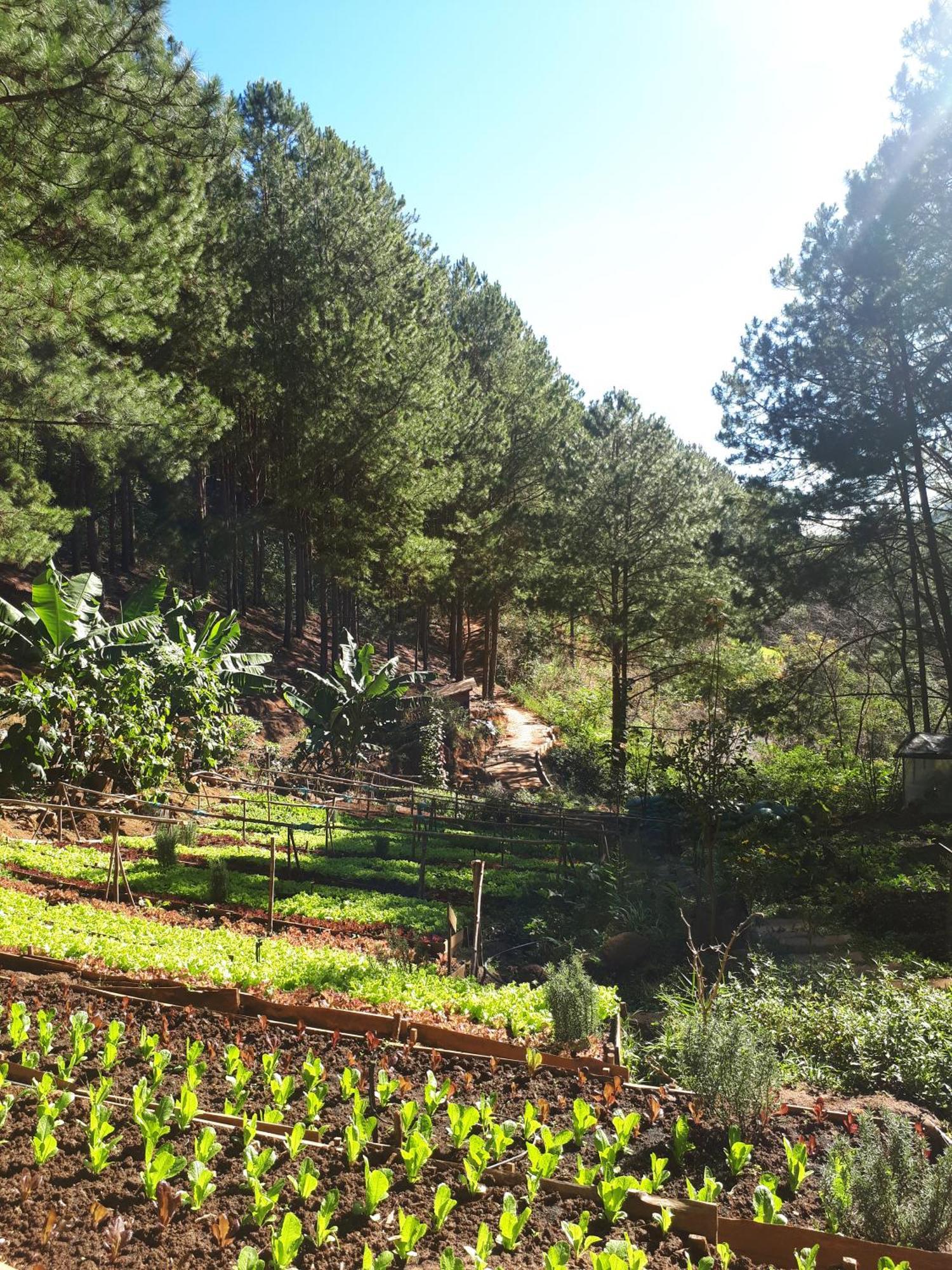 Mo Stay - Forest Resort Da Lat Zewnętrze zdjęcie